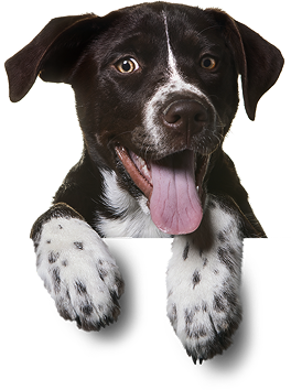 Individualni pristup